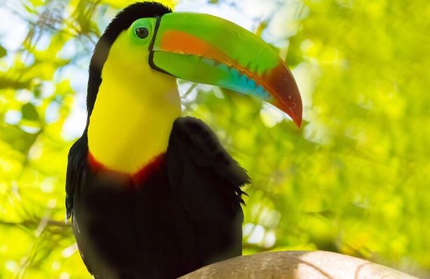 3-hour Belize Birdwatching Guided Tour