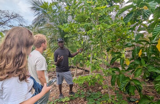 Jamaican Roots Tropical Farm Tour - Taste & Explore (Negril) 2hr