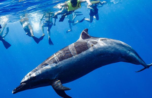 Deluxe Catamaran Swim with Dolphins in Oahu with Waterslide