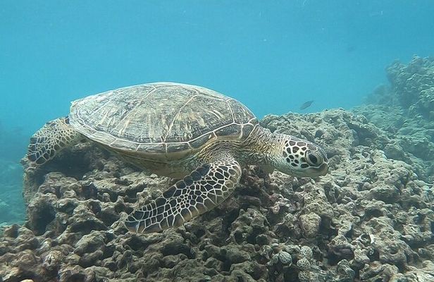 Hanauma Bay Guided Snorkeling Tour with Transportation