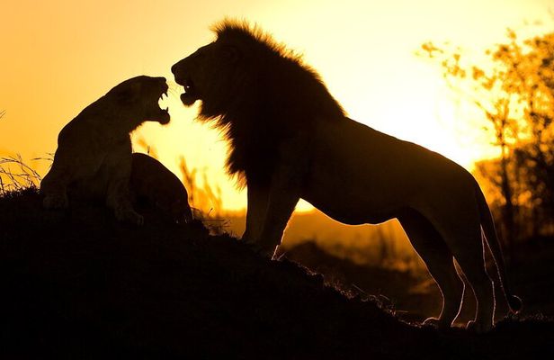 5 Days Safari Tarangire, Serengeti, and Ngorongoro Crater