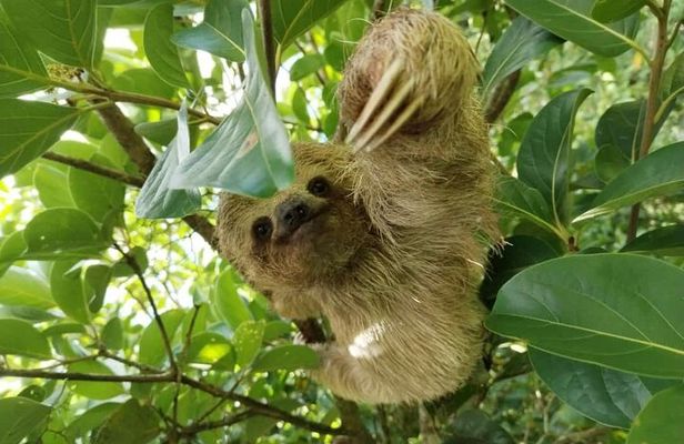 Sloth Forest Tour, Organic Coffee and Chocolate Tour & Waterfall