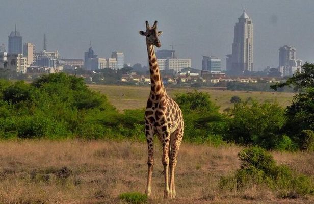 Giraffe Center Guided Tour in Nairobi
