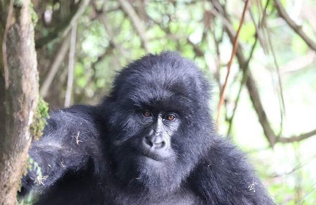 2 Days Private Gorilla Tracking in Uganda from Kigali Rwanda