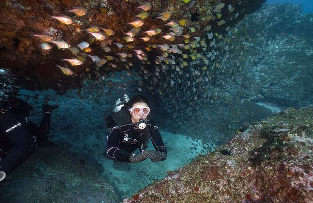 Double Dive to South Solitary Island Coffs Harbour