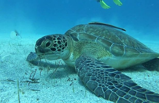 Discover SCUBA Diving with Pissouri Bay Divers
