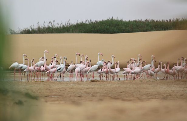 LIVING DESERT TOUR (Little 5 tour)
