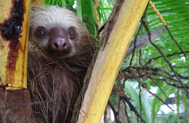 Kayak and Sloth Watching Tour.