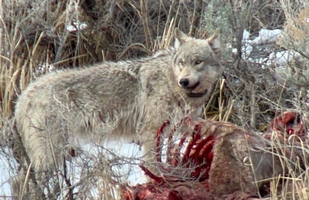 Private/VIP Wildlife Winter Safari of Yellowstone