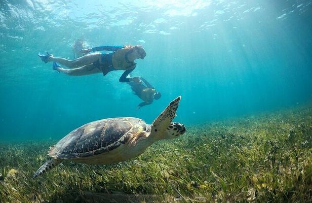 Cancun Snorkeling Tour: Turtles, Reef, MUSA & Shipwreck