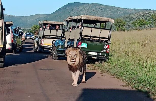 Full-Day Shared Kruger National Park Safari from Hoedspruit