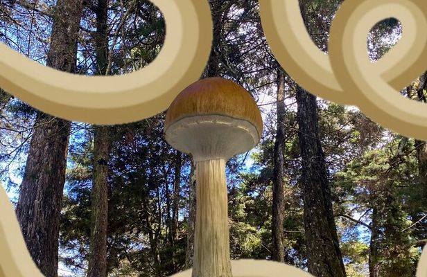 Nature Exploration and Healing Sounds in Santa Elena