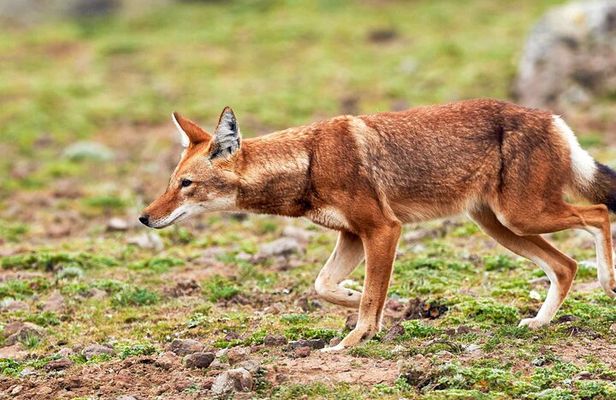 3 Day Bale Mountains Tours