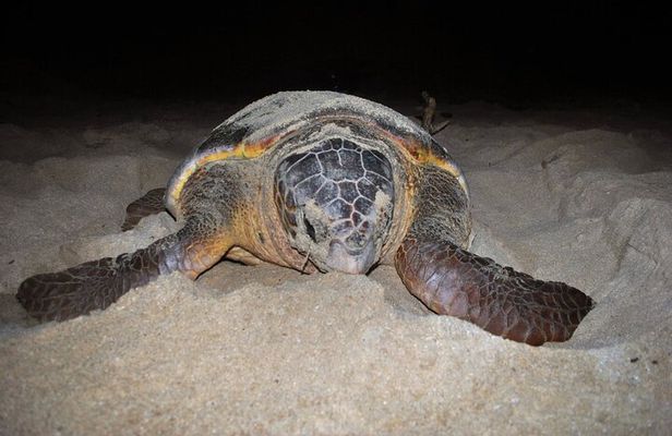 Boa Vista Turtle Watching Tour