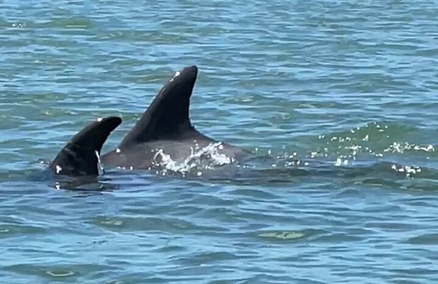 4-Hour Mangrove Island and Dolphin Watch Sandbar in Fort Pierce
