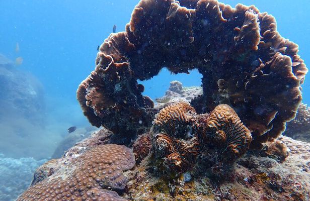 Dive Trip Experience in Koh Tao