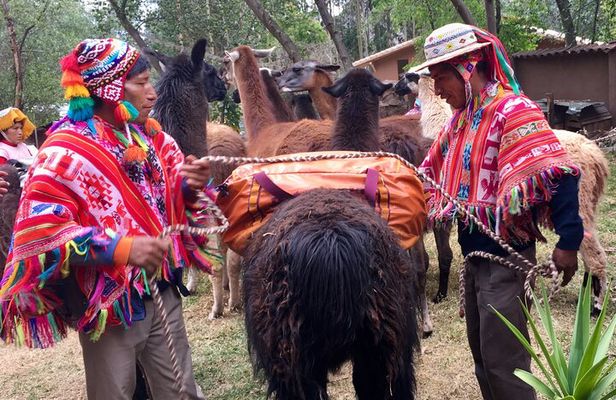 Half Day Andean Llama Trek in the Sacred Valley 
