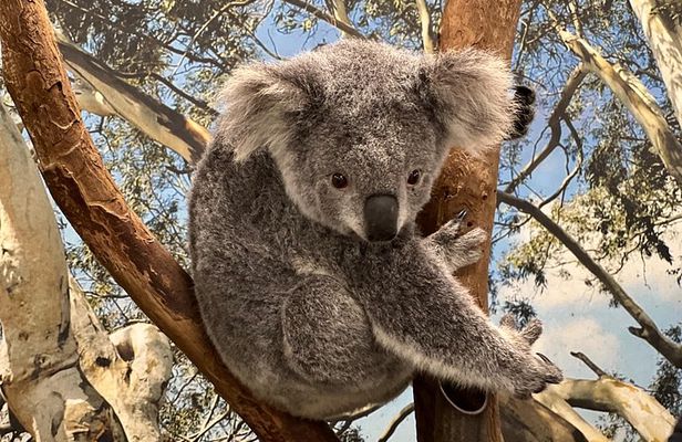 Private Blue Mountains Day Trip VIP from Sydney luxury