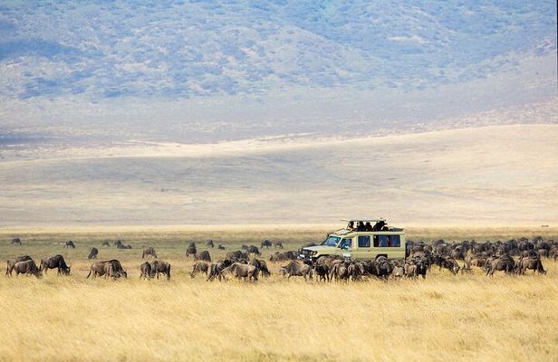 3-Day Private Safari to Lake Manyara, Tarangire & Ngorongoro