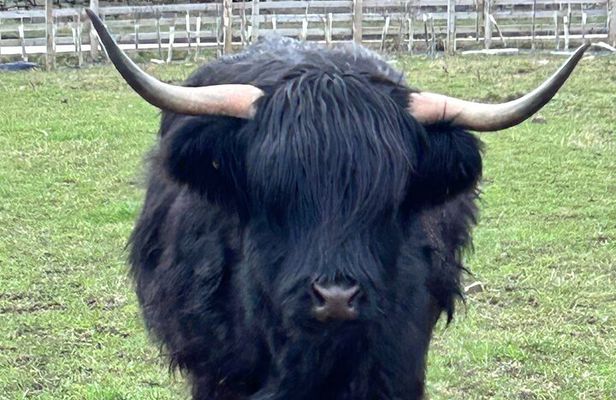 Private Tour of the Highlands, Glencoe and Castles from Stirling