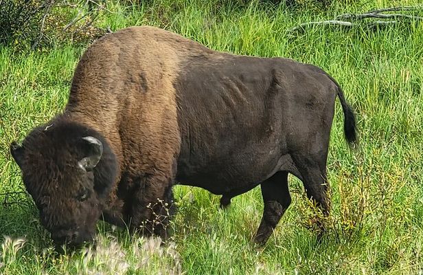 Bison Highway Road Tour
