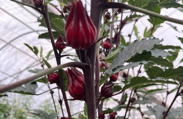 Edible Hibiscus Guided Farm Tour (Big Island)