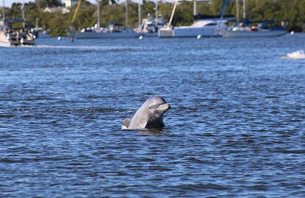 Fort Myers Beach Dolphin & Sightseeing Tour Refreshments Included