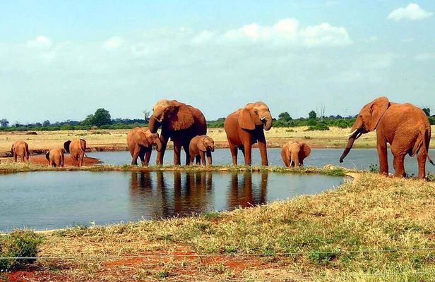 3 Day Safari to Tsavo East and Tsavo West from Coastal Beaches