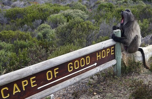 Cape Peninsula Cape of Good Hope and Penguins Tour in Cape Town