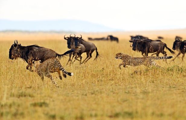 Private Safari in Tarangire National Park