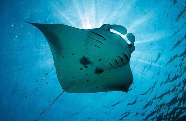 Swim With Manta Rays and Day Tour to Lembongan from Bali