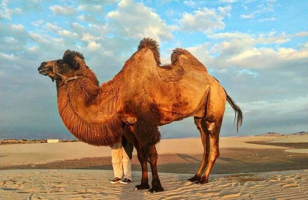 From Ica: Camel + buggy ride