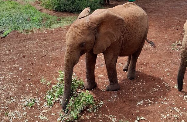 Giraffe Centre and Animal Orphanage Guided Tour In Nairobi.