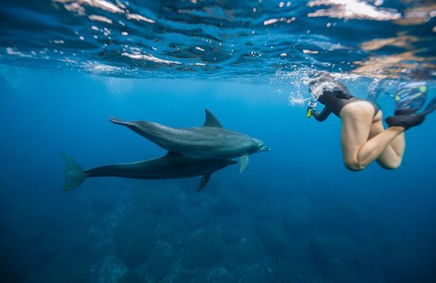 Swim With Dolphins