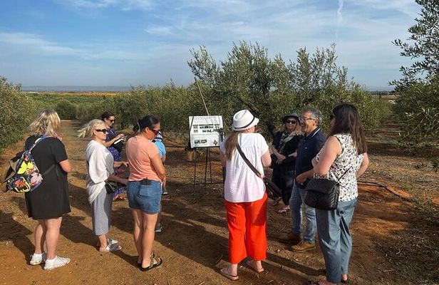 Olive Oil Factory from Seville Private Tour