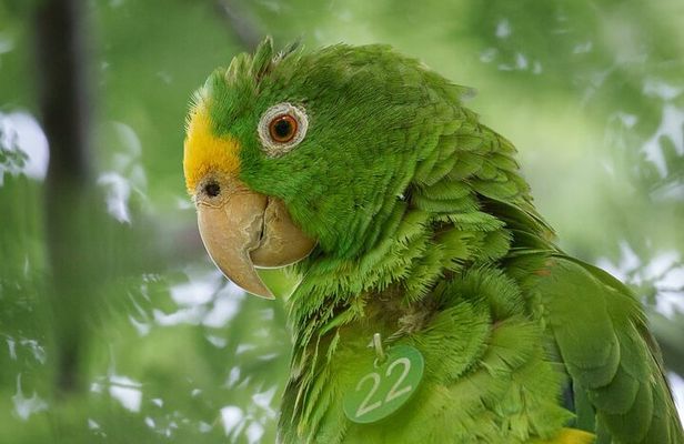 Parrot & Macaw Volunteering in a Wildlife Reserve Near Cartagena