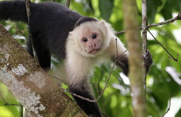 Monkey’s Creek: An Extreme Tropical Forest Hiking Adventure