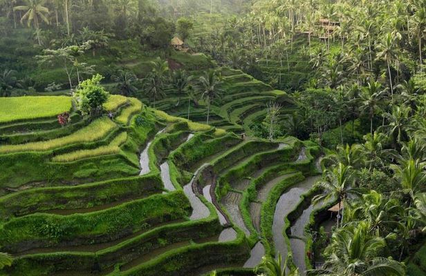 Ubud Tour-All Inclusive with Jungle Swing And Lunch