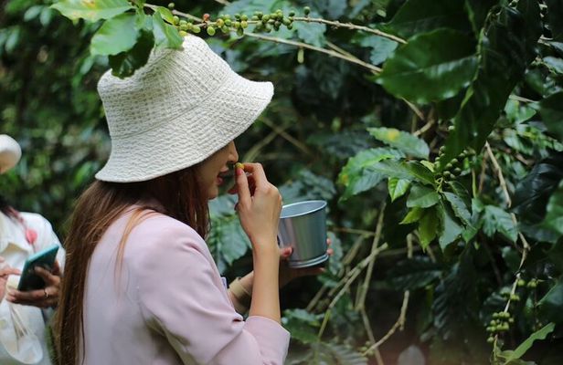 Chiangmai Coffee Farm Tour