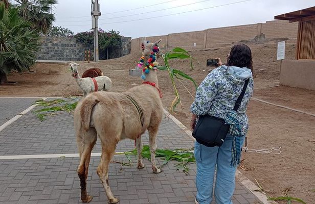 Explore Pachacamac Sanctuary and its Pyramids 