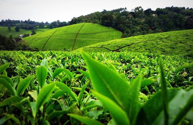 Nairobi to Kiambethu Tea Farm Tour