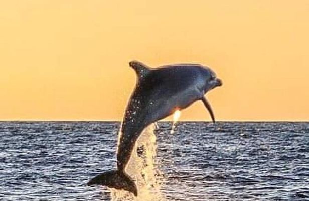 Romantic Boat Trip with Dolphin Watching