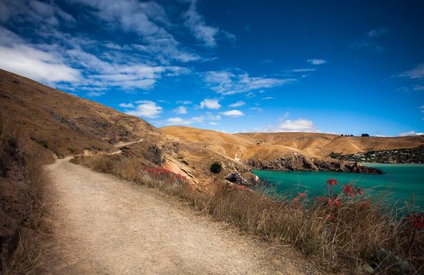 Half Day Guided Walking Tour on Banks Peninsula