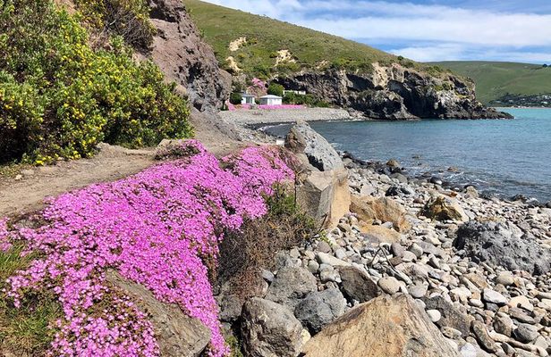Private Guided Full-Day Godley Head Coastal Hike with Picnic
