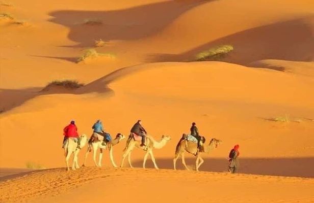 Morning Desert Safari with Camel Ride Falcon Photos Private