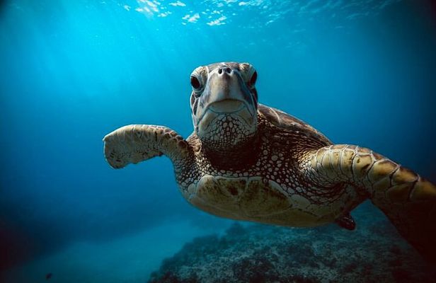 Waikiki small group turtle snorkeling & sailing