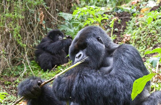 3 Day Uganda Gorilla Adventure