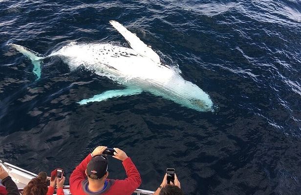 2-Hour Oahu Whale Watch from Ala Wai Harbor, Waikiki