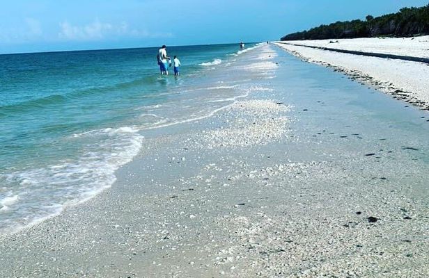 Half Day Keewaydin Shelling and Beach Adventure (Private)