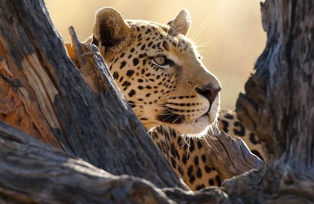  Big Five Luxury Safari in Tanzania